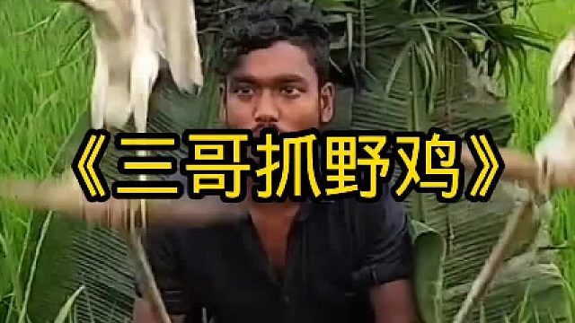 三哥抓野鸡的方式你不服不行