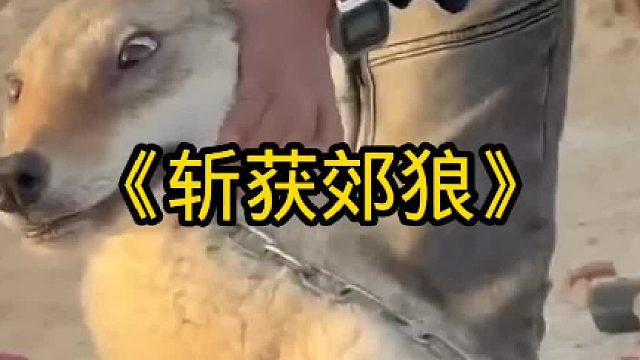 斩获袭击村民的郊狼