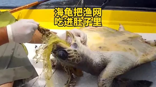 海龟饿了三天，将整个渔网吃进肚子