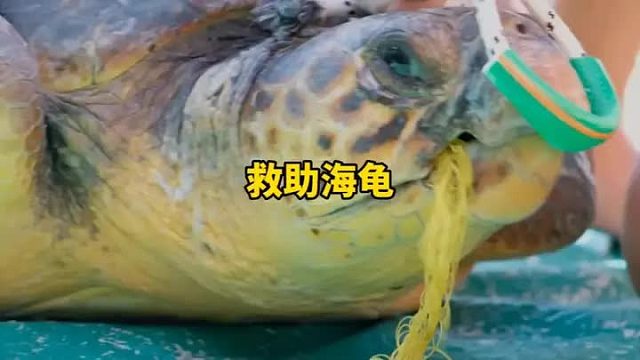 海龟误将渔网吃进肚子，谁知渔网中还带有鱼钩