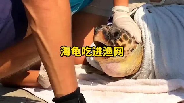 海龟将渔网吃进肚子，当拉出来的时候，渔网的长度使众人吃惊