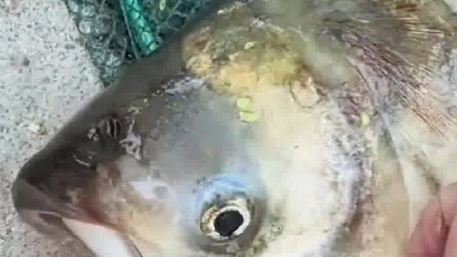 两个嘴巴的鱼见过嘛