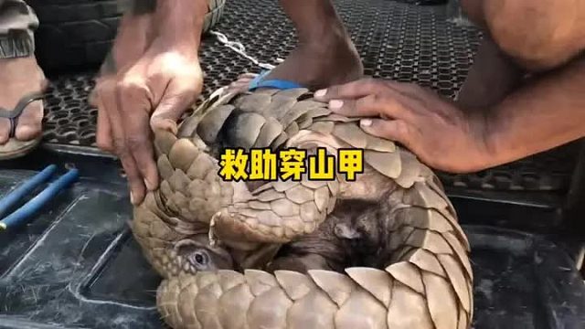 可怜的穿山甲被偷猎者的陷阱抓住，差一点就被带走