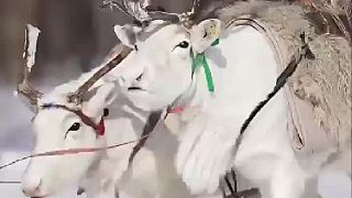 這是什么鹿~