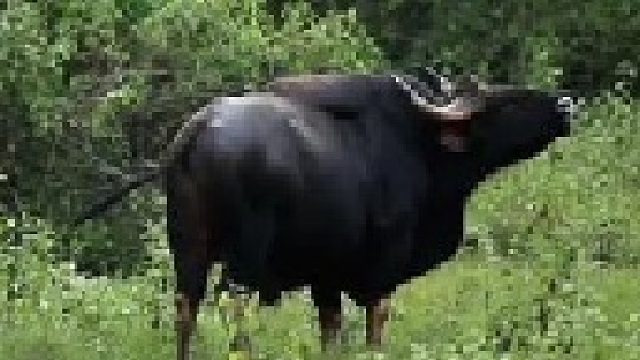 巨型大老虎捕猎白肢野牛