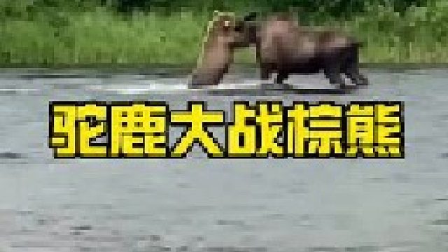 巨型驼鹿与棕熊发生激战