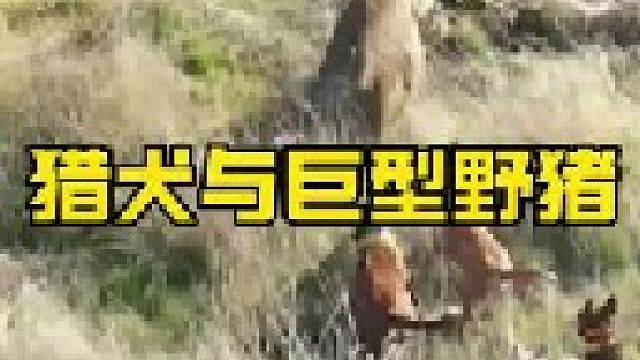 巨型野猪与一群猎犬激战场面