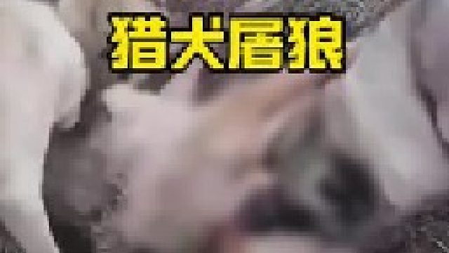 坎高犬屠杀野狼