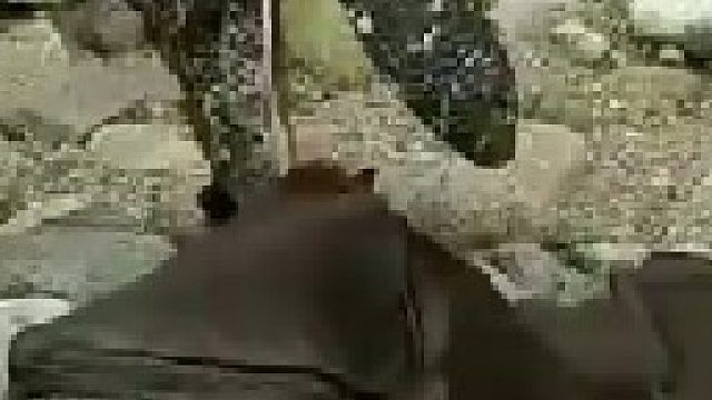 科莫多巨蜥囫囵吞蝙蝠