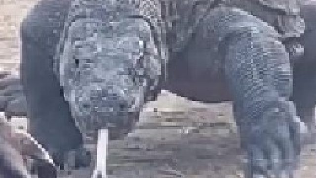 科莫多巨蜥囫囵吞全羊