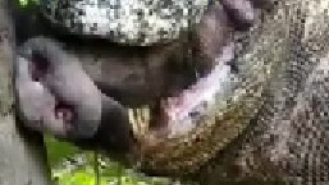 科莫多巨蜥囫囵吞猪头被噎住