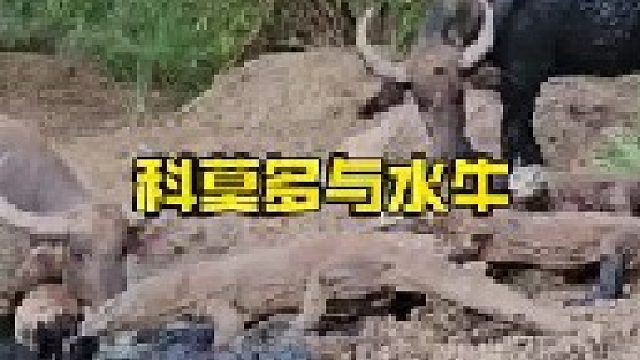 科莫多巨蜥与巨型大水牛较量