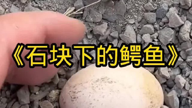 石块下藏着一条鳄鱼，把正在捡鸡蛋的村民吓了一大跳