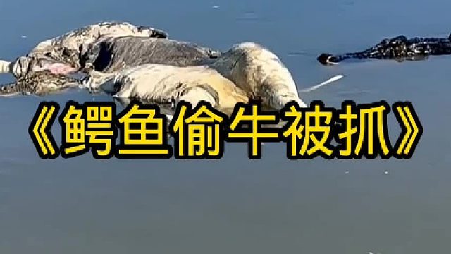 抓捕偷牛的鳄鱼