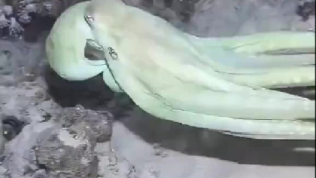 来个伪装大师看看