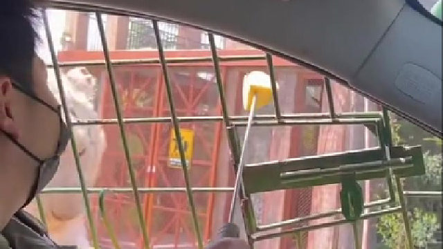 老虎：当我傻子？