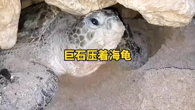 海龟下蛋，一觉醒来被压在巨石下面