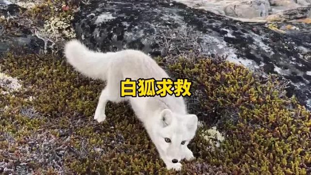 千年白狐请求人类救助自己的相公