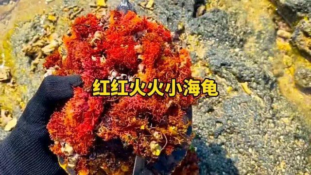 红红火火的小海龟前来救助帮助清理藤壶