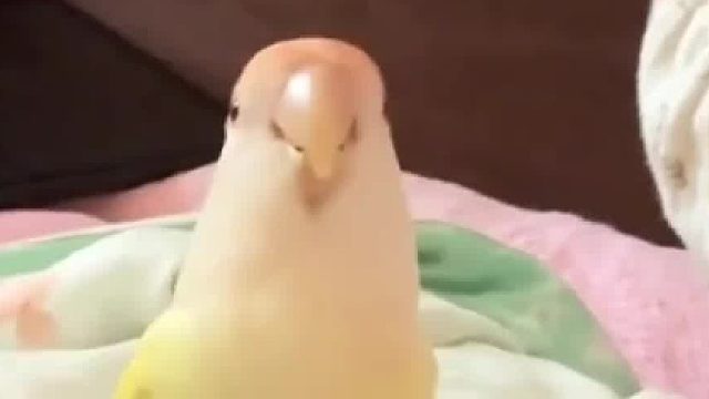 博主和鹦鹉玩“泰山压顶”，谁懂养鹦鹉的治愈感啊！“它没有一点不高兴，满是对主人的配合”