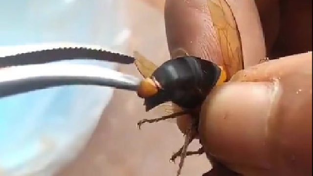 马蜂：多谢我一定要给你个大红包