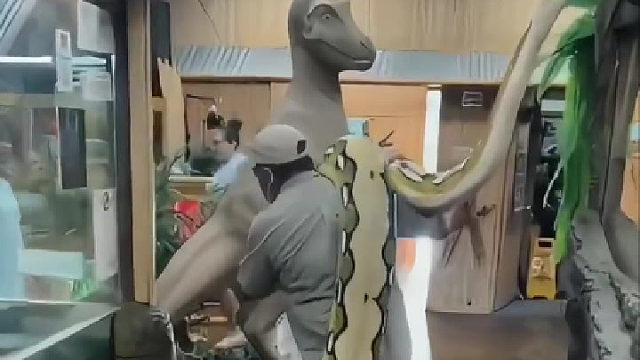 蟒蛇：轻点轻点，能不能给我点面子