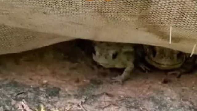 想不到辣嘴的癞蛤蟆原来还是一道美食？