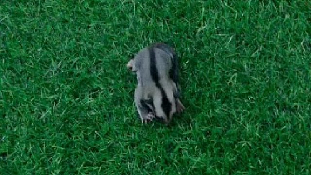 又有活干了，撸奶蜜的快乐时光