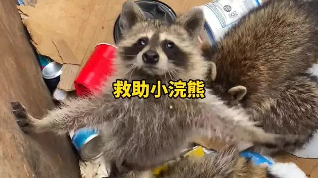 小浣熊一家外出找食物，全被困在了垃圾箱里面，幸运的是有暖心的大叔讲其救出