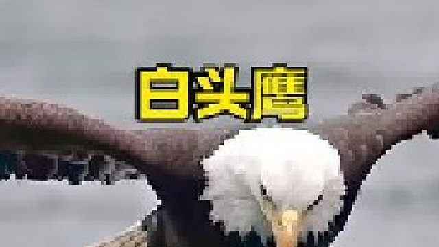 空中霸主白头海雕