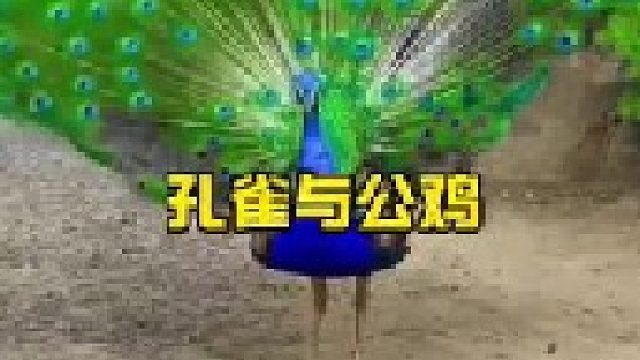 孔雀与公鸡发生较量