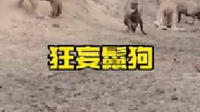 狂妄鬣狗三番五次挑衅狮子