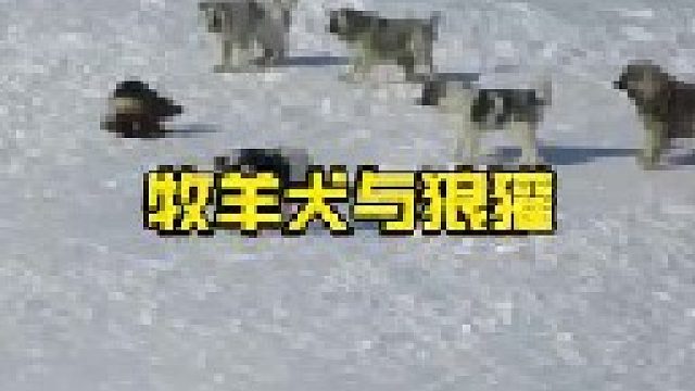 狼獾大胆与一群牧羊犬开战