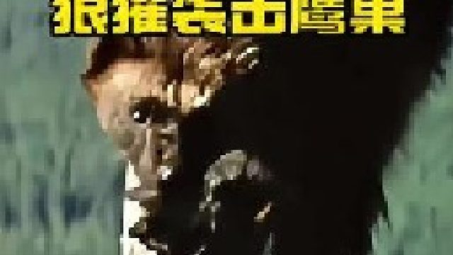 狼獾上树袭击鹰巢