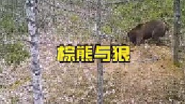 狼窝被棕熊一锅端了