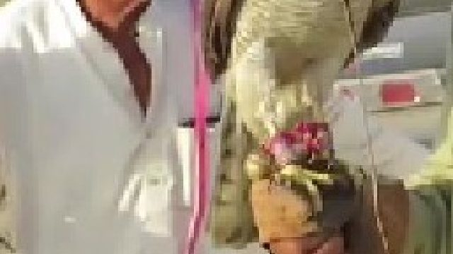 老表用猎鹰抓鸟