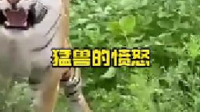 老虎发怒攻击护林员