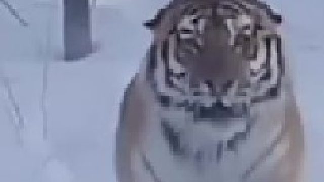 老虎愤怒意图攻击过往车辆