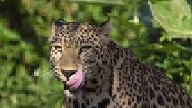 老虎和狮子攻击花豹