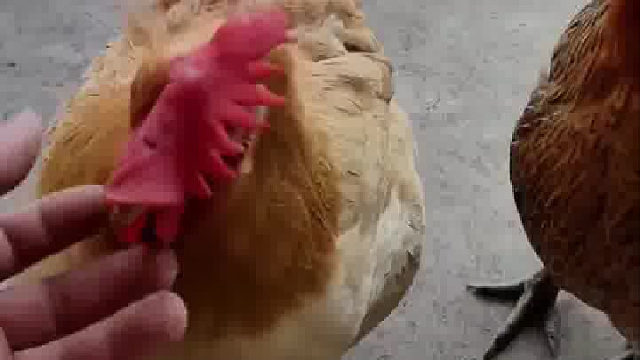 男子家养了一只听话的鸡，主人一召唤就飞奔而来