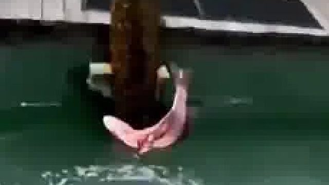 来来来…把我老板扔进去，给大家凑个兴…