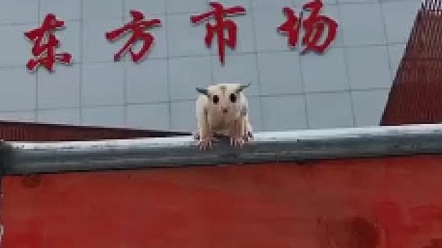 一个敢跳一个敢接，哈哈。掉下来德时候耳朵也跟着摆动。