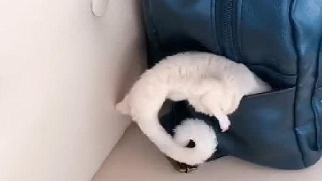 自己把自己打包好了