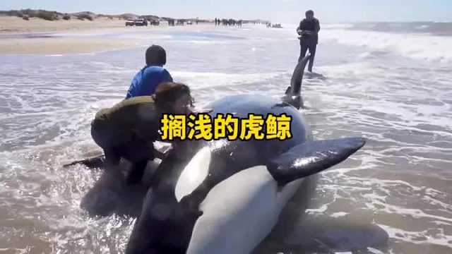 虎鲸被鲨鱼追杀搁浅在沙滩之上，万人前去营救虎鲸