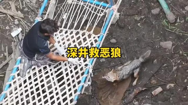 恶狼掉进深井中，一位勇敢的救援队员用生命救助了这条恶狼