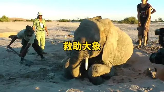 大象倒在了高达50摄氏度的沙漠中，救援队将其救出后，竟然发生如此感人的一幕