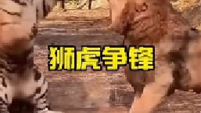 老虎和雄狮的实力谁更强悍