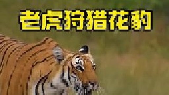老虎狩猎花豹