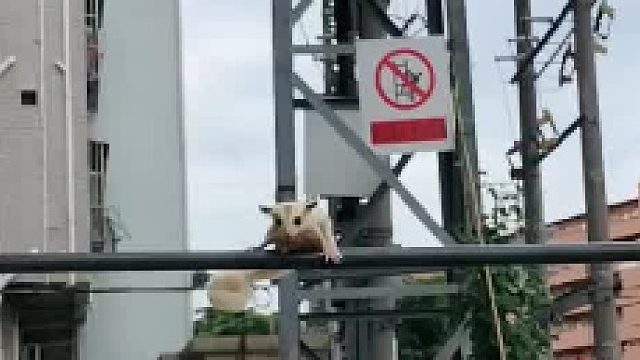 都没来得及拉完，你伸手我就飞向你，你说我爱不爱你