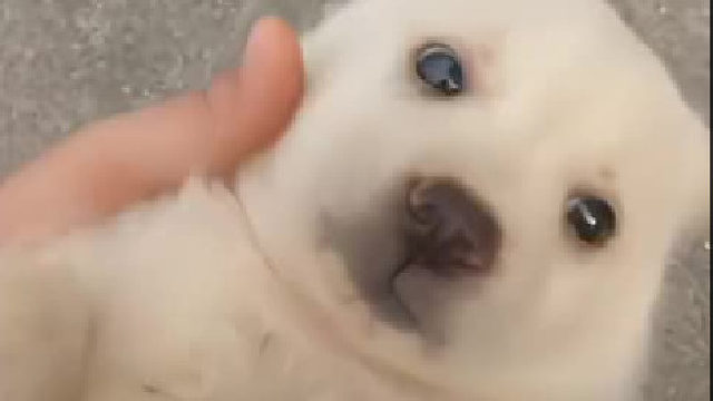 碰瓷王，一碰就倒下，怎么办